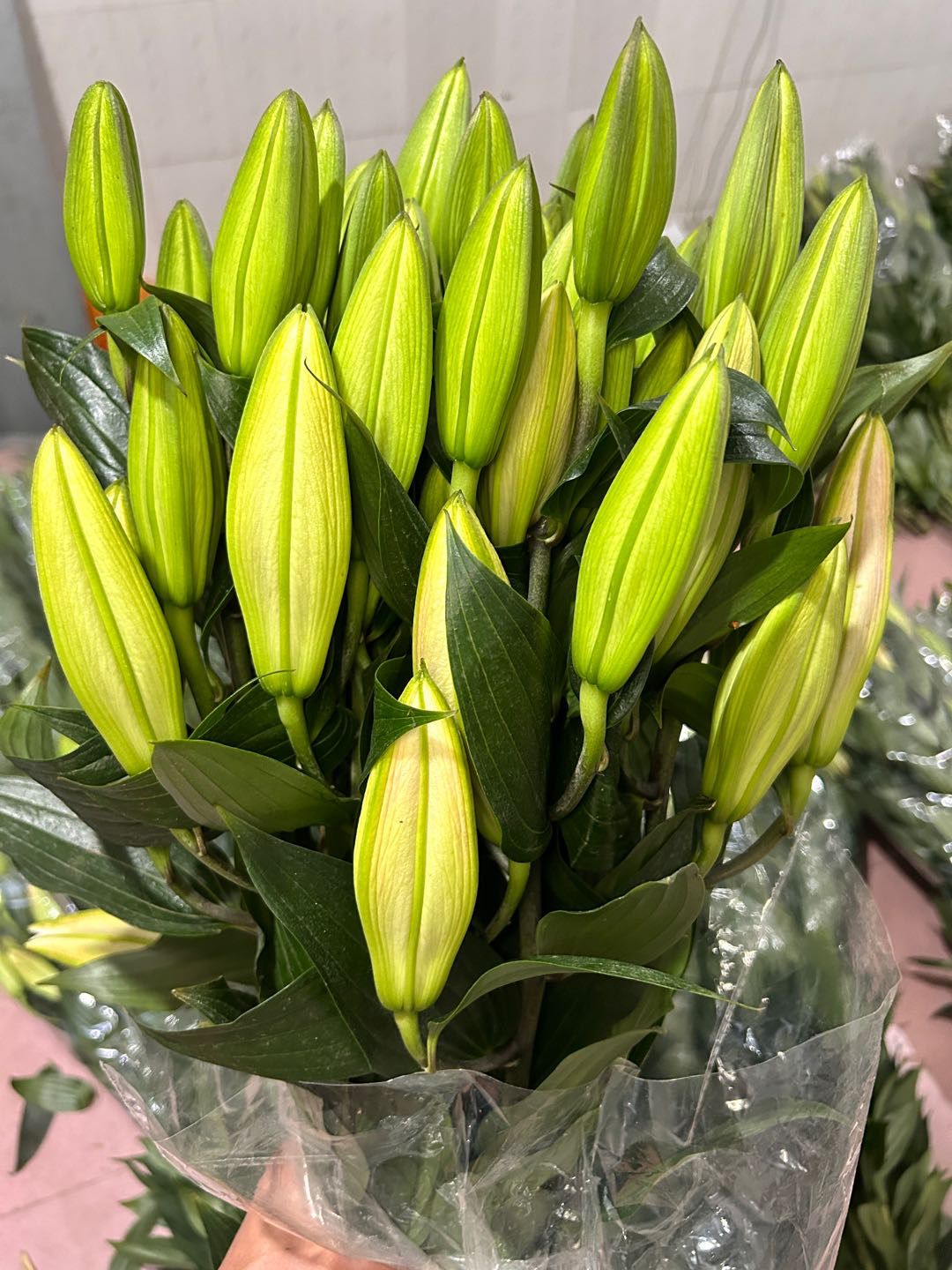 Oriental Lilies