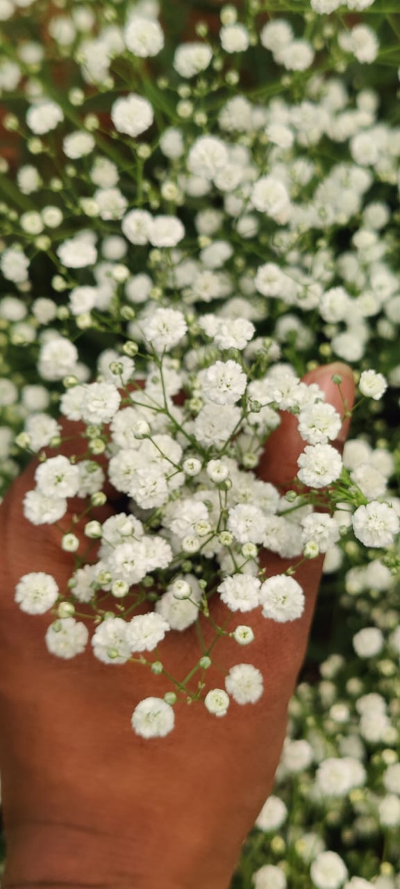 Gypsophila