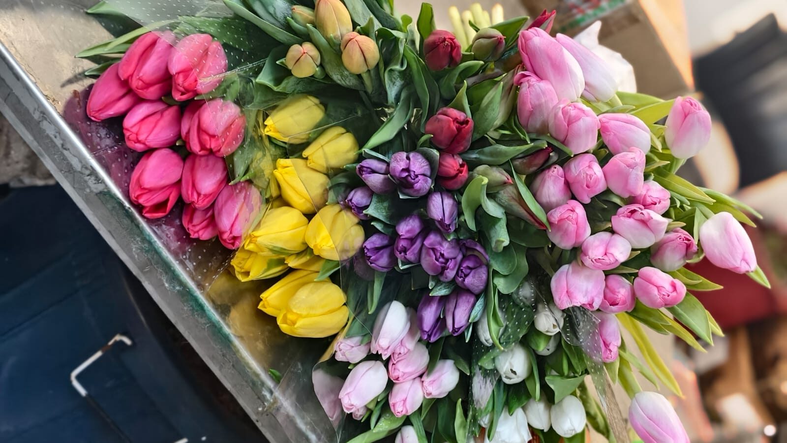 Imported Tulips