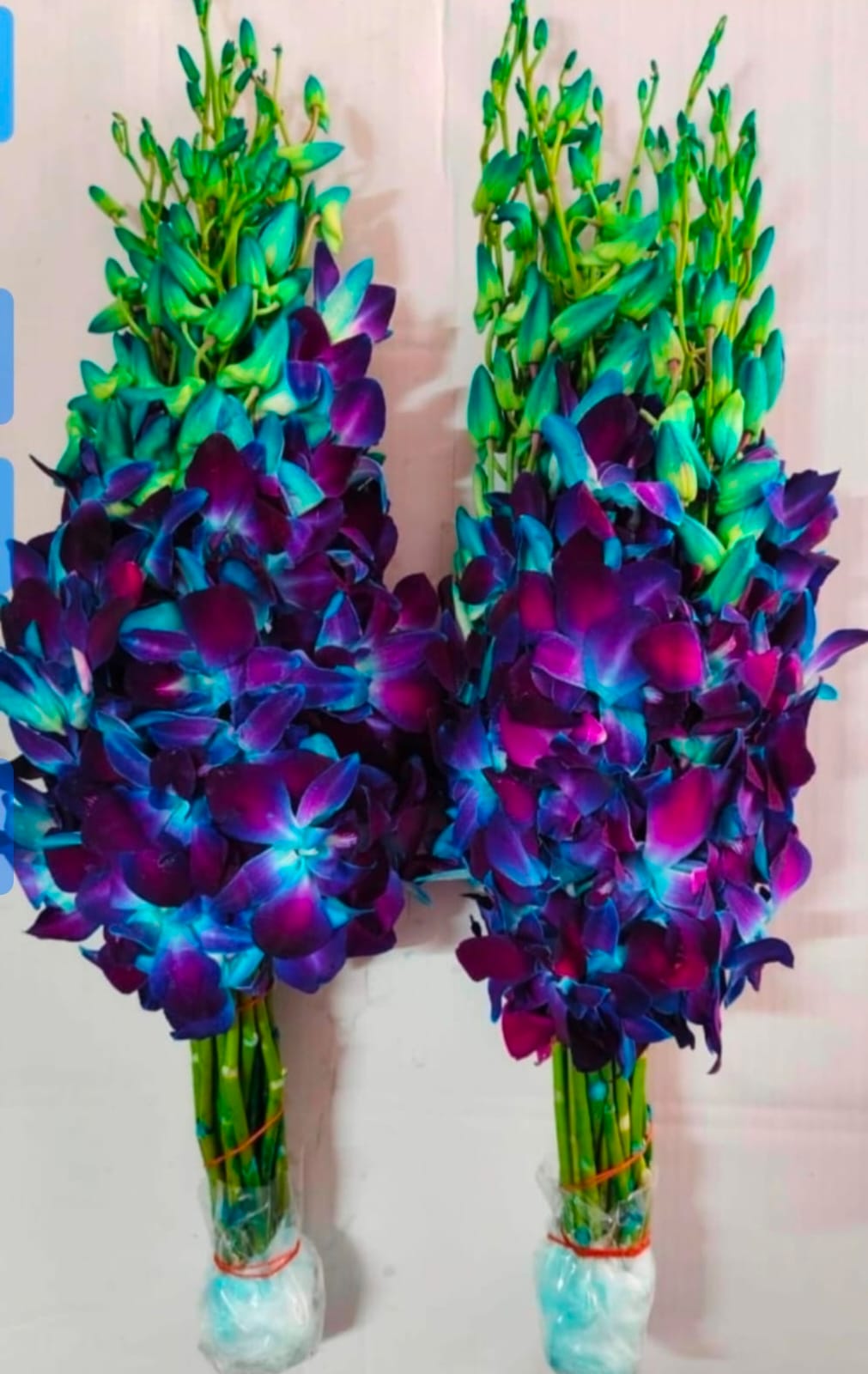 Orchids