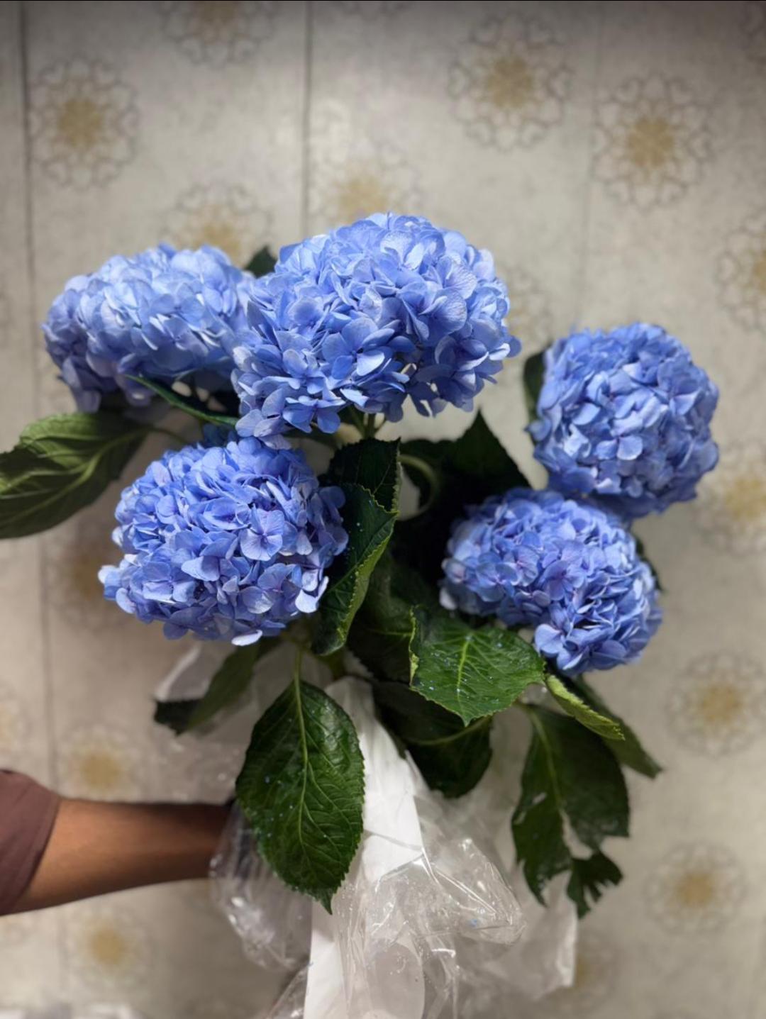 Hydrangeas