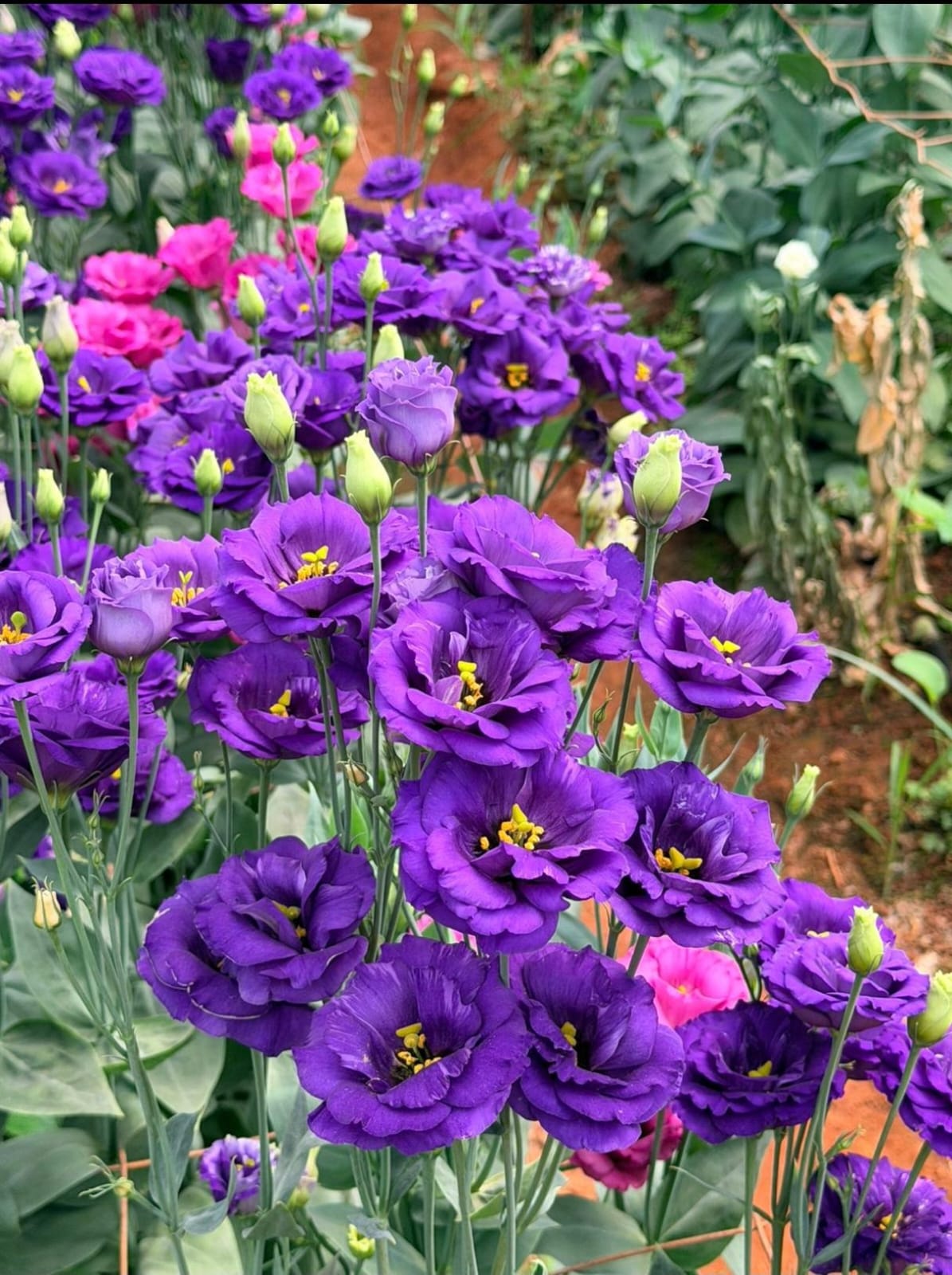 Eustoma’s